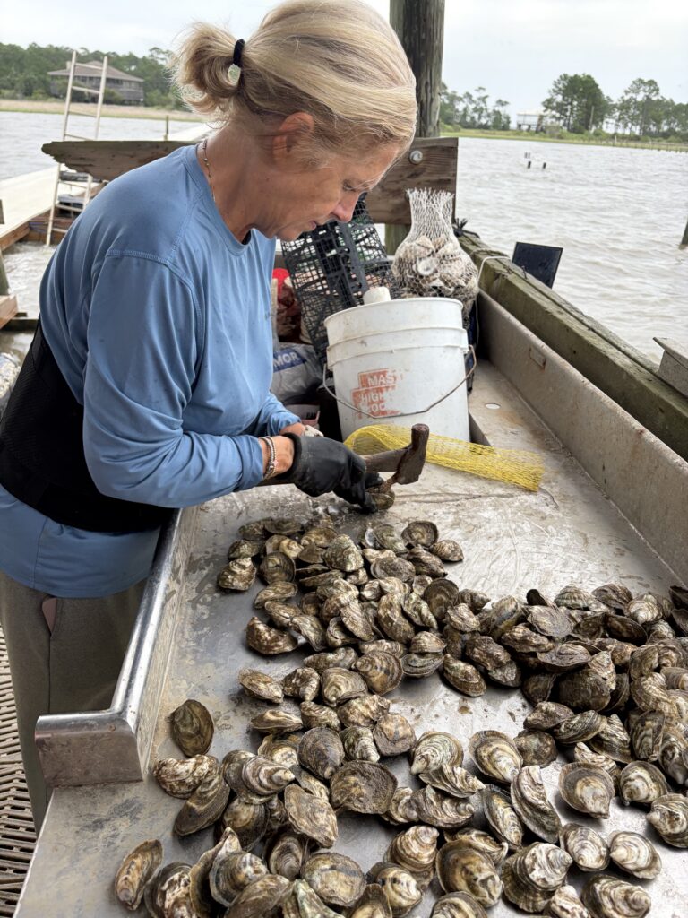 Yvette sorting oysters