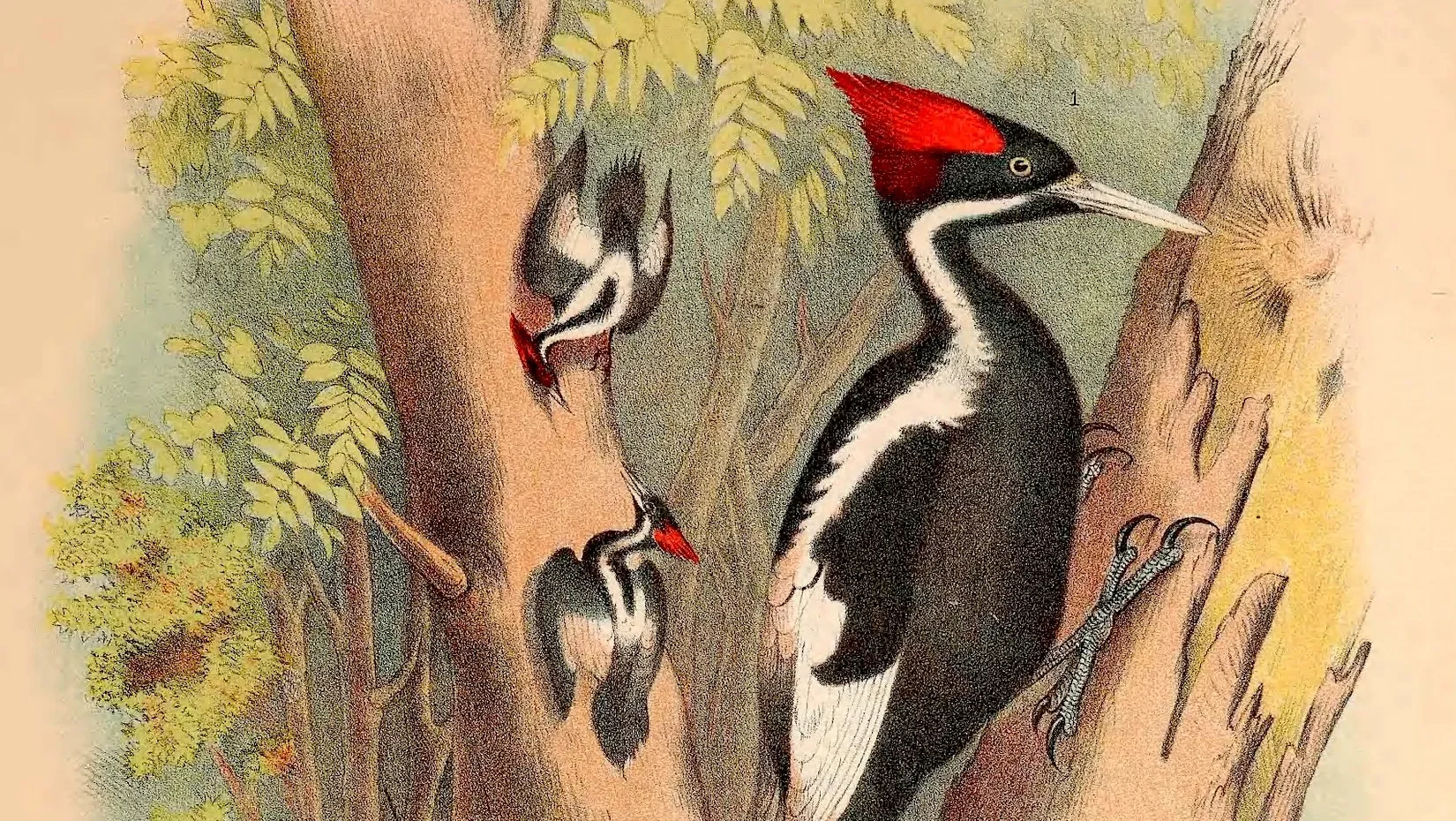 illustration of an ivory-billed woodpecker