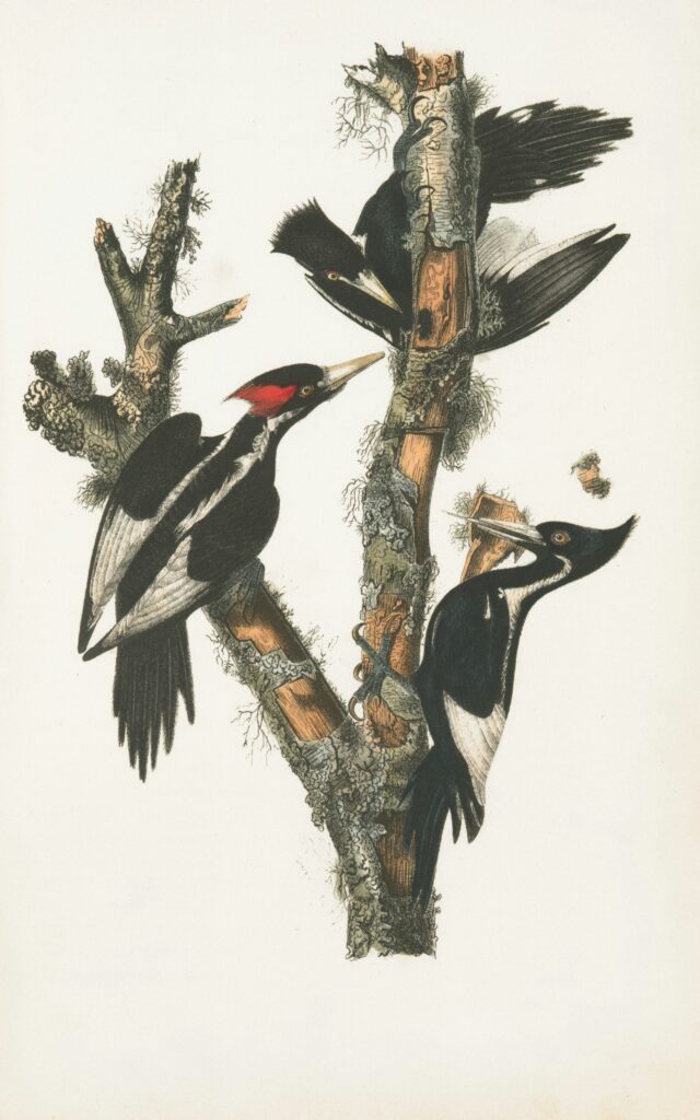 Illustration of woodpecker