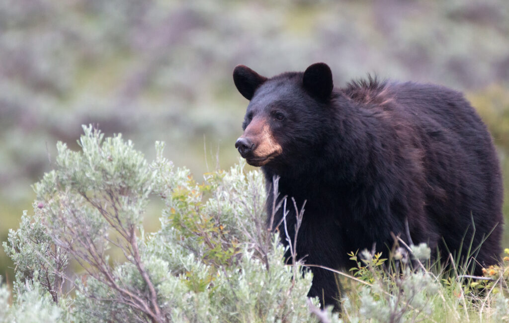 Black Bear