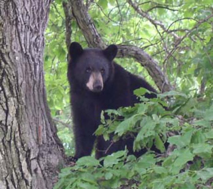 AL Black Bear
