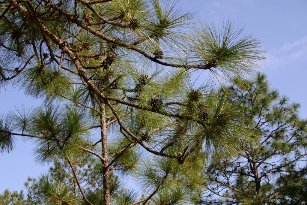 Longleaf pine needles