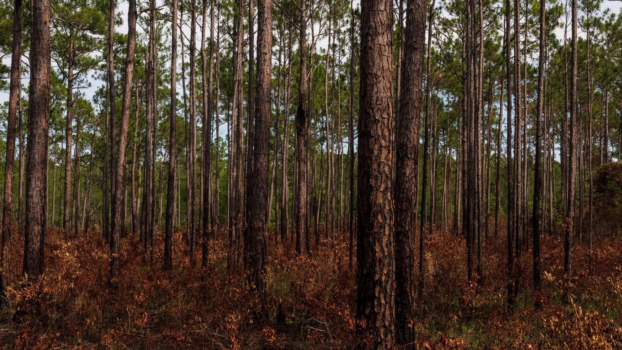 Longleaf Pines