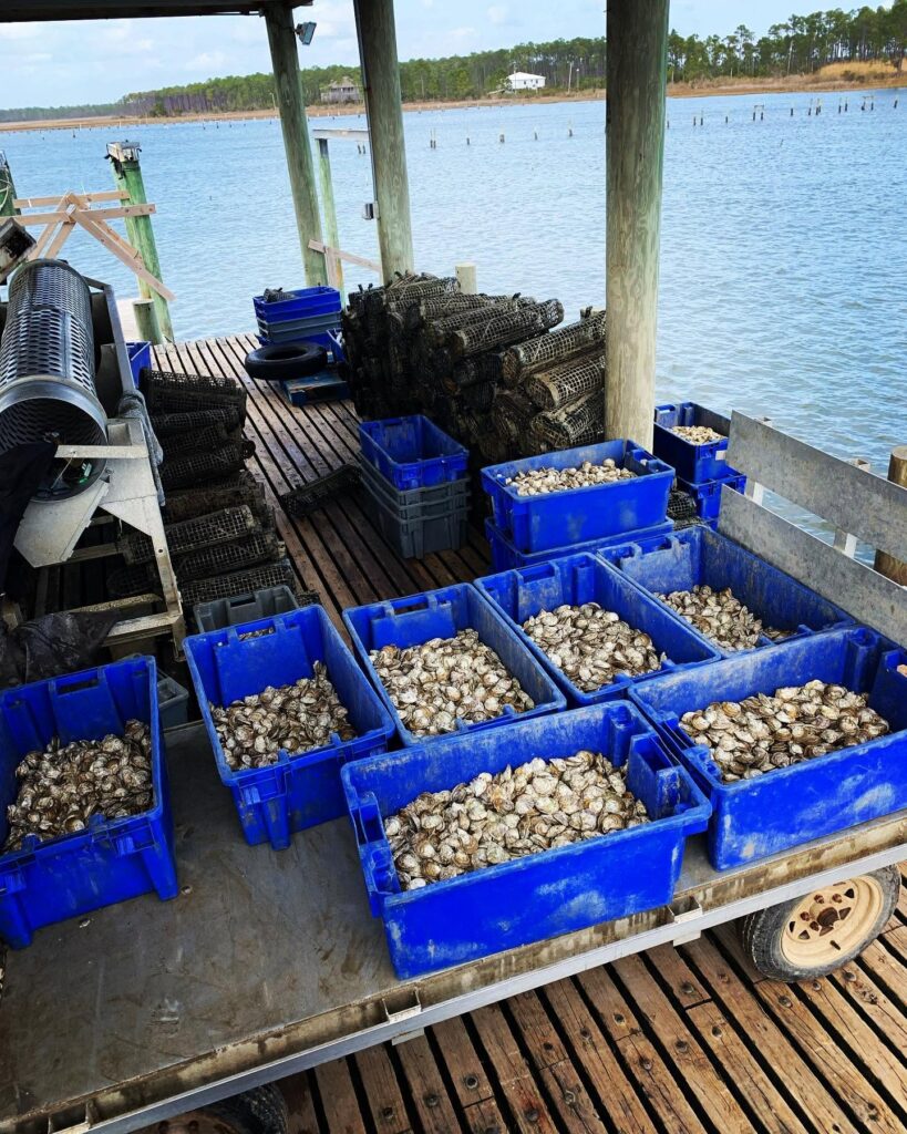 Murder Point oysters