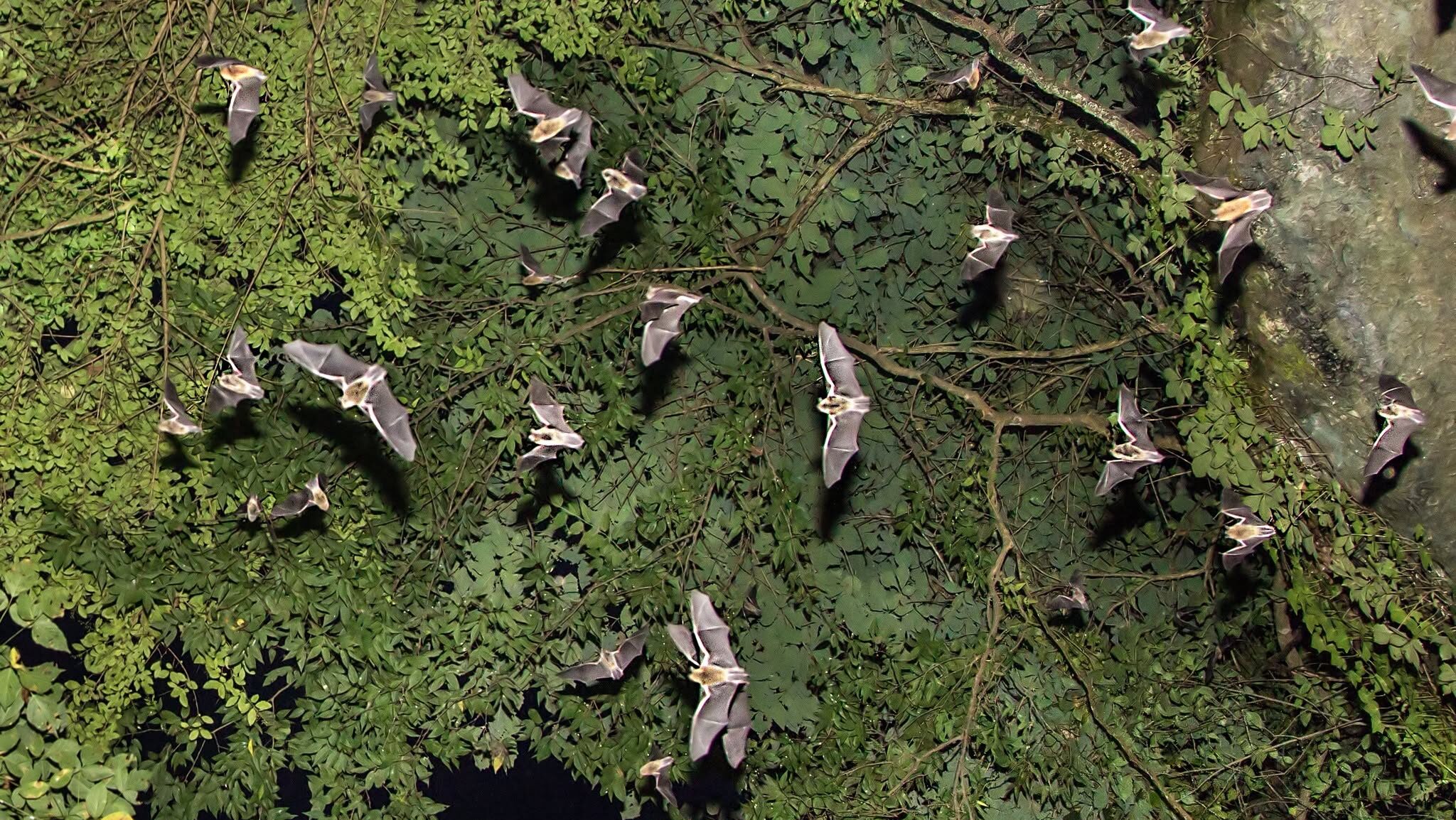 Alabama bats